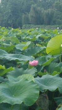 三聖花鄉