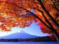 富士山的紅葉