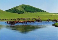 鄂爾多斯遺鷗國家級自然保護區