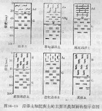 沼澤土