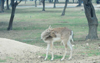 西安秦嶺野生動物園