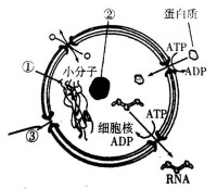 細胞核遺傳