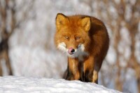 赤狐堪察加亞種