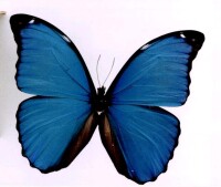 凱塞林藍閃蝶