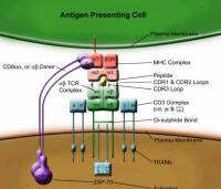 cd8