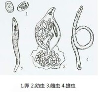 花生根結線蟲病