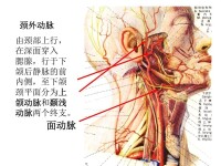 頸外動脈分支