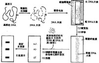 （圖）southern印跡雜交