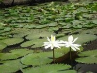 西雙版納熱帶花卉園