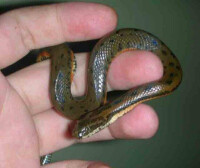 中國水蛇