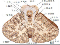 小腦水平切面