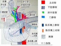 第一肝門