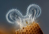 顯微鏡下的輪蟲