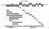 長線形病毒屬