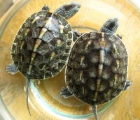 兩隻花龜
