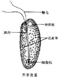 卵形隱藻