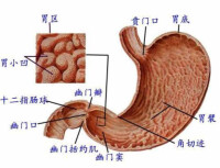 胃部圖片