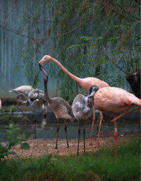 鄭州動物園