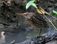 紫背葦鳽