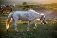 馬能靠嗅覺鑒別污水或有害的飼草飼料