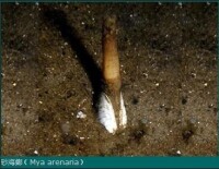 砂海螂（Mya arenaria）