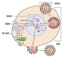 病毒質粒