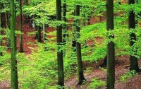 以森林為核心的碳匯項目