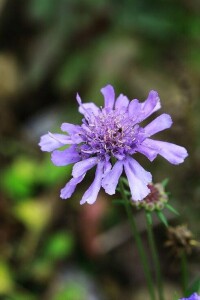 華北藍盆花