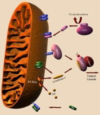 caspase