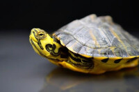黃頭側頸龜