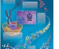 基因（Gene,Mendelian factor）