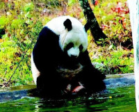 大熊貓在椒溪河邊戲水
