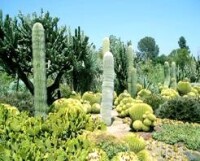 沙漠植物園