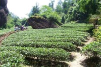大紅袍茶區環境