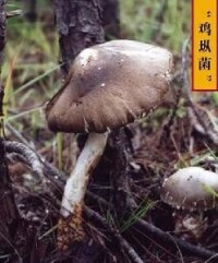 雞樅菌