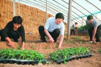 張寶順在蕭縣費村栽培黃瓜秧