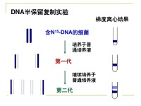 半保留複製