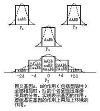 多基因