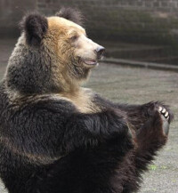 西藏棕熊