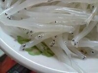 長江間銀魚