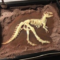 霸王龍 化石
