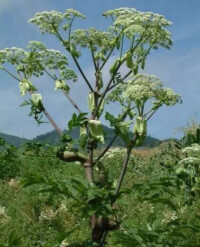 獨活草