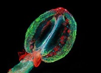 植物生殖器官 這是一張被顯微鏡放大了20倍的雄株芥末類植物的生殖器官，摘走了2009年尼康微觀世界攝影大賽的桂冠。擬南芥是第一種完成全部基因組序列測定的高等植物，也是最常用於科學研究的植物，但這種植物此前卻從未展示過藝術美感。 