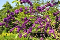 紫珠[管狀花目馬鞭草科植物]