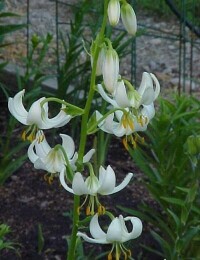 歐洲百合白花變種