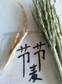 節節麥