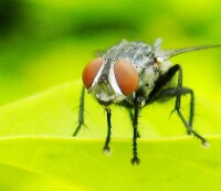 媒介生物