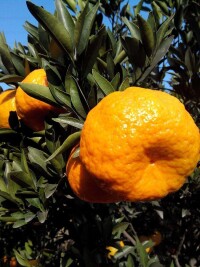 衢州柑橘