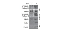 Trichostatin A生物數據1