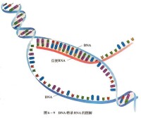 信使RNA